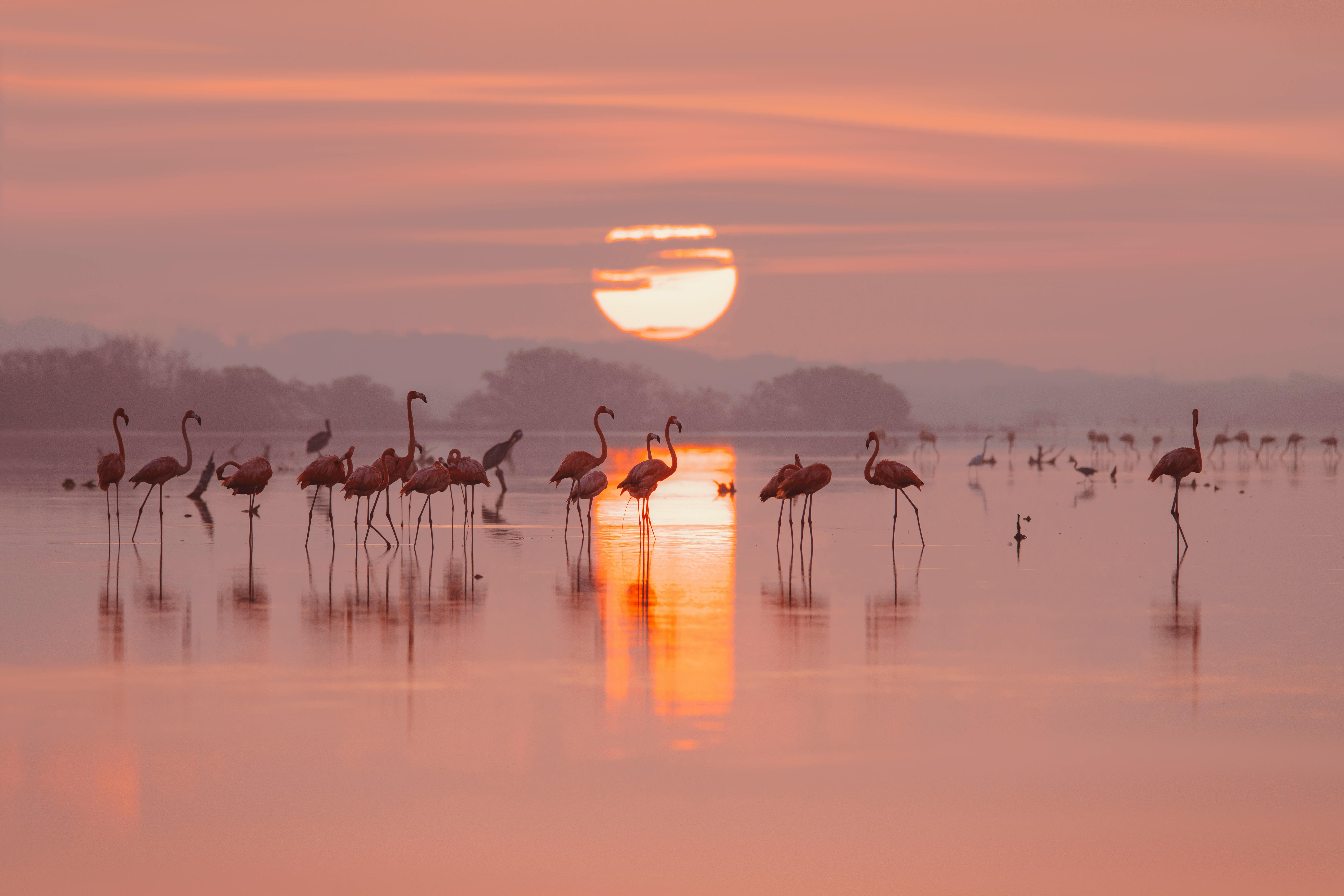 Flamingi